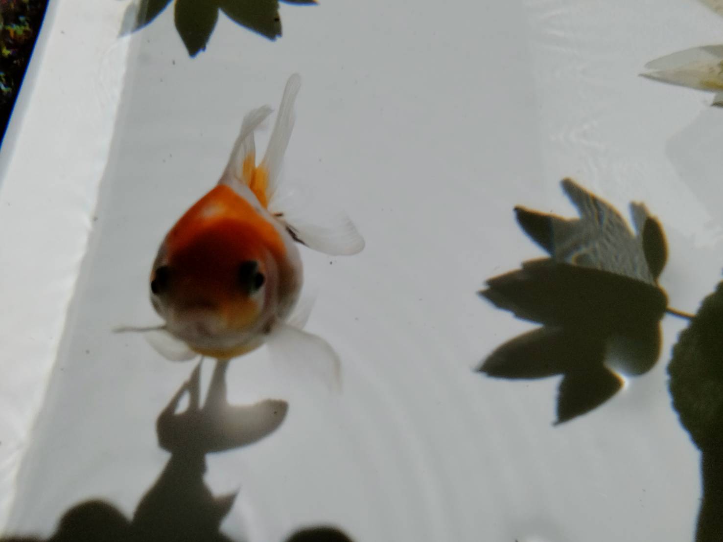 金魚展