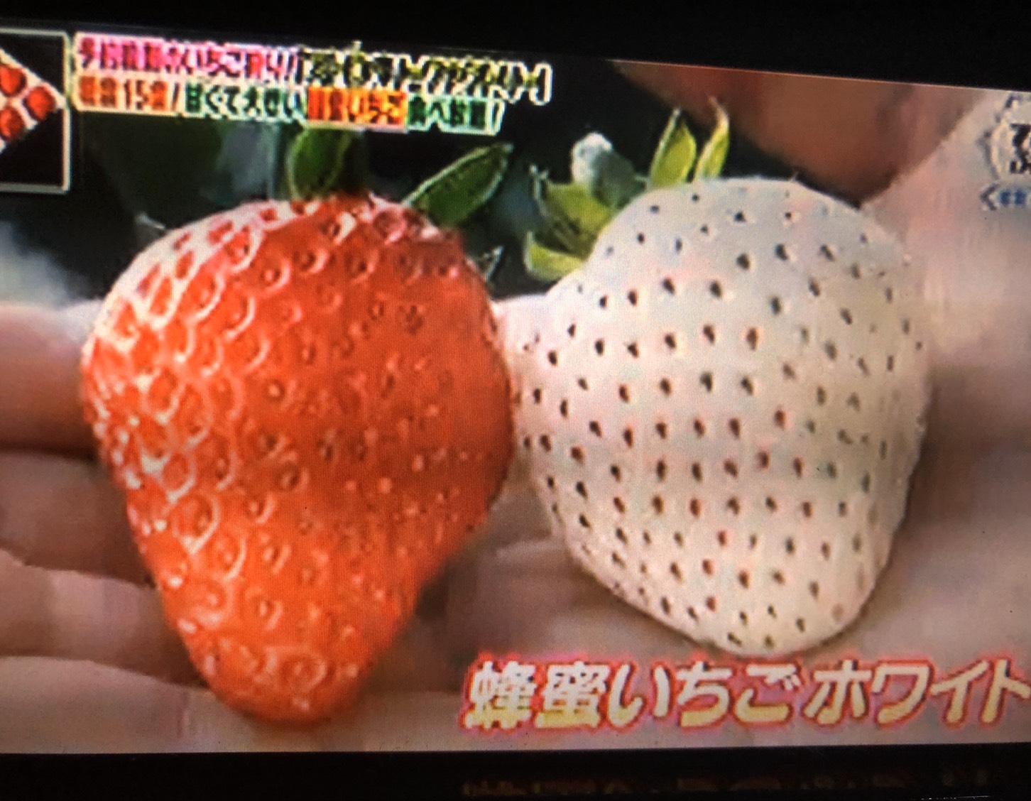 草津市にオープン!ストロベリーファクトリー いちご界の異端児~