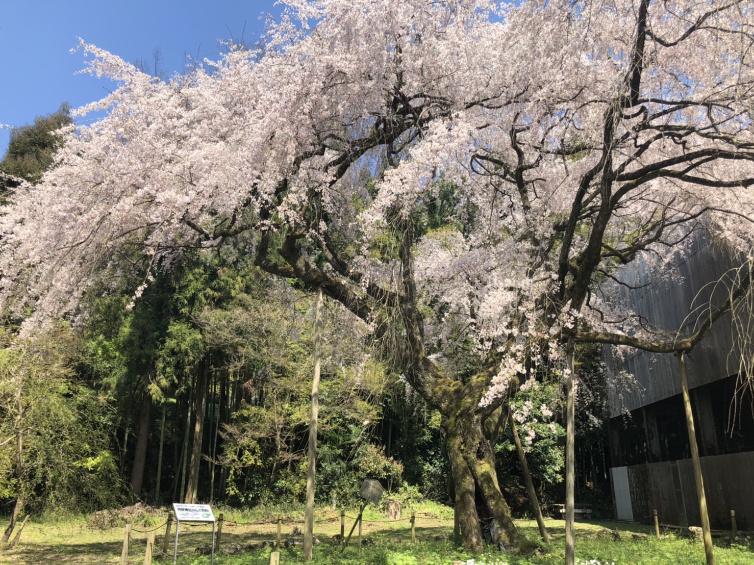 満開になりました。散り始め