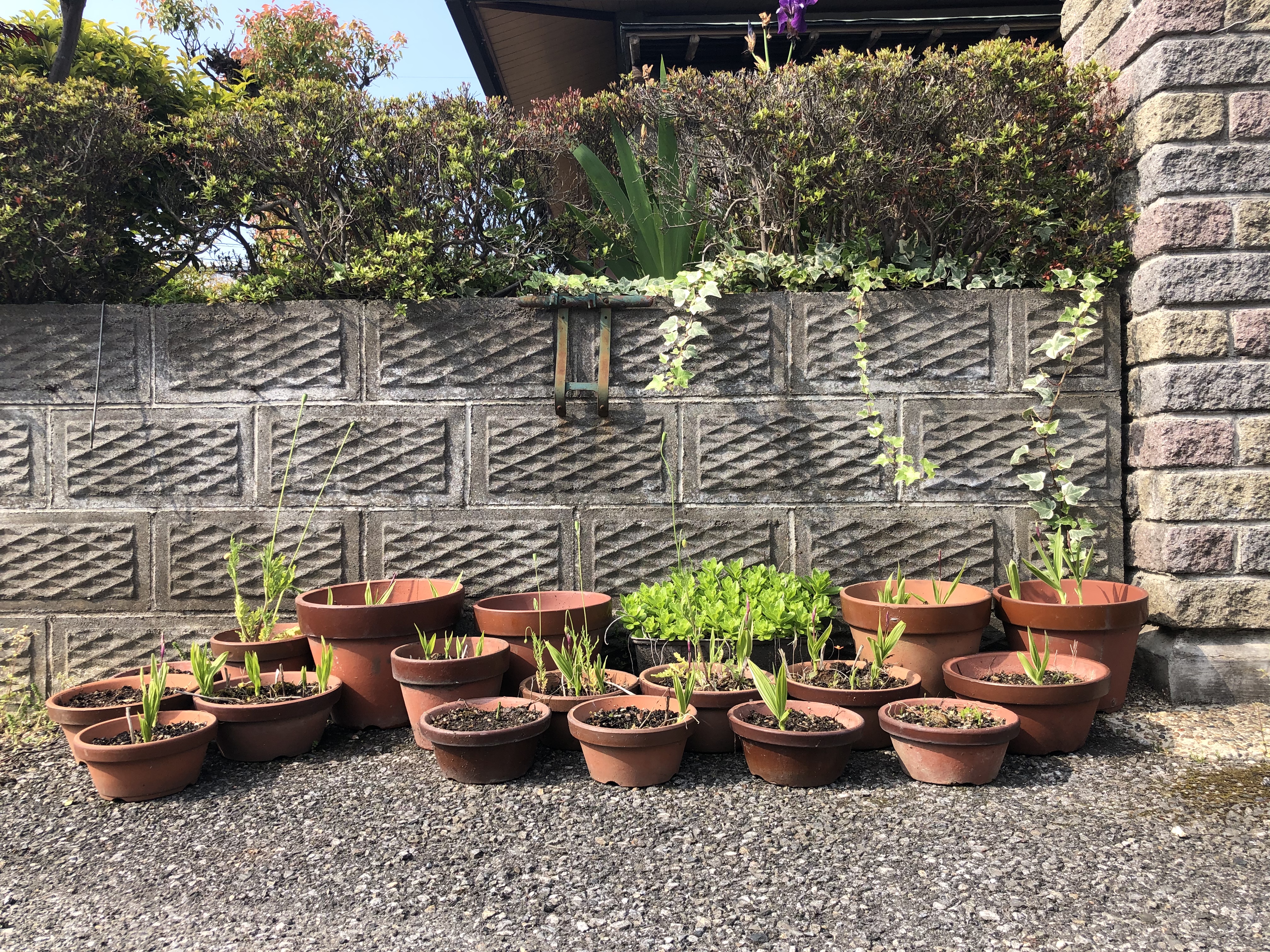 初夏は目前☀