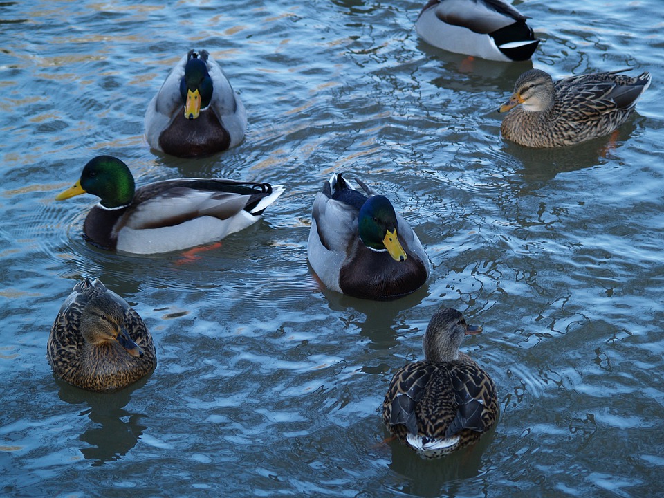 令和二年　マガモ狩り
