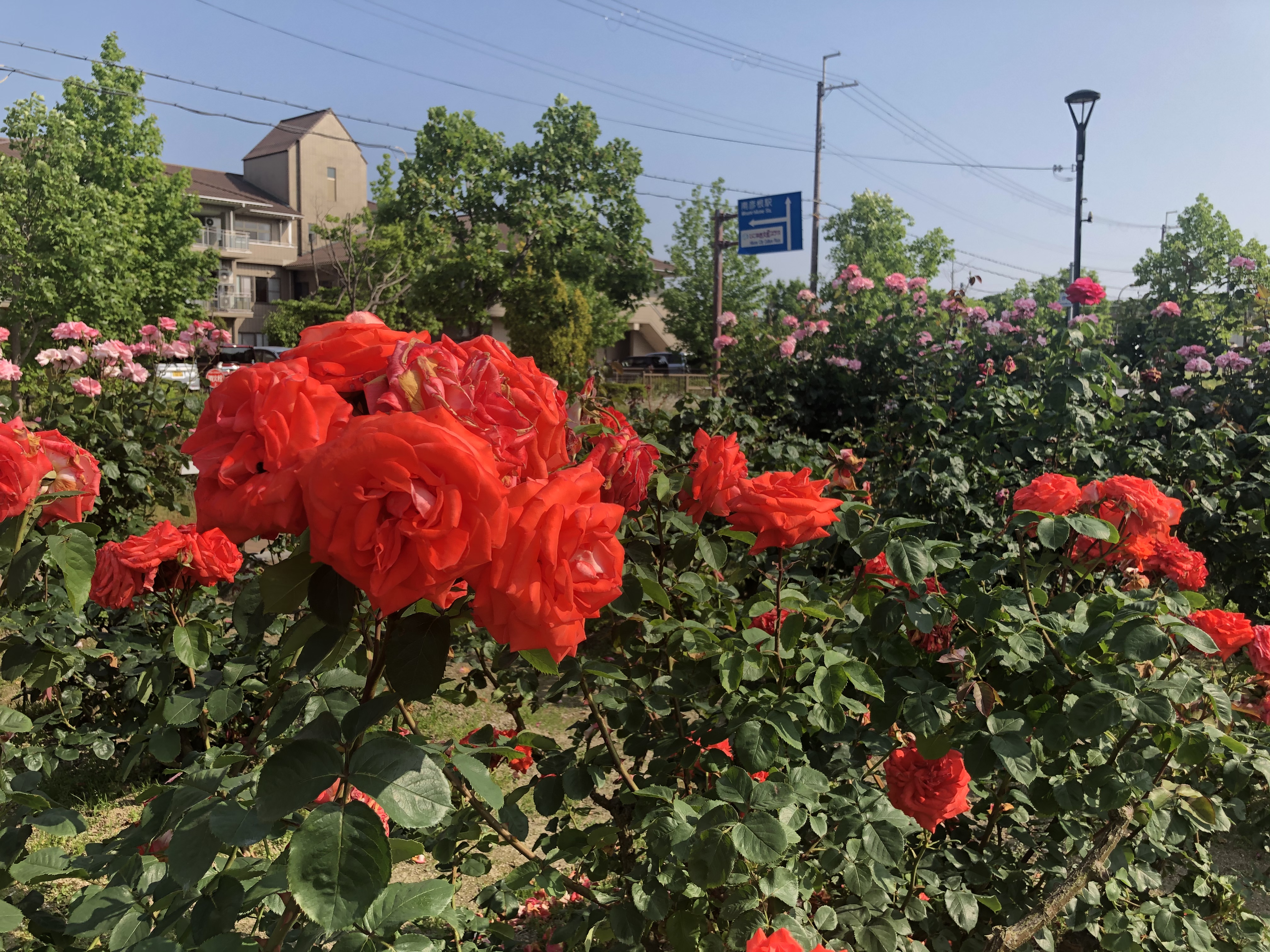近畿　梅雨入りしました！