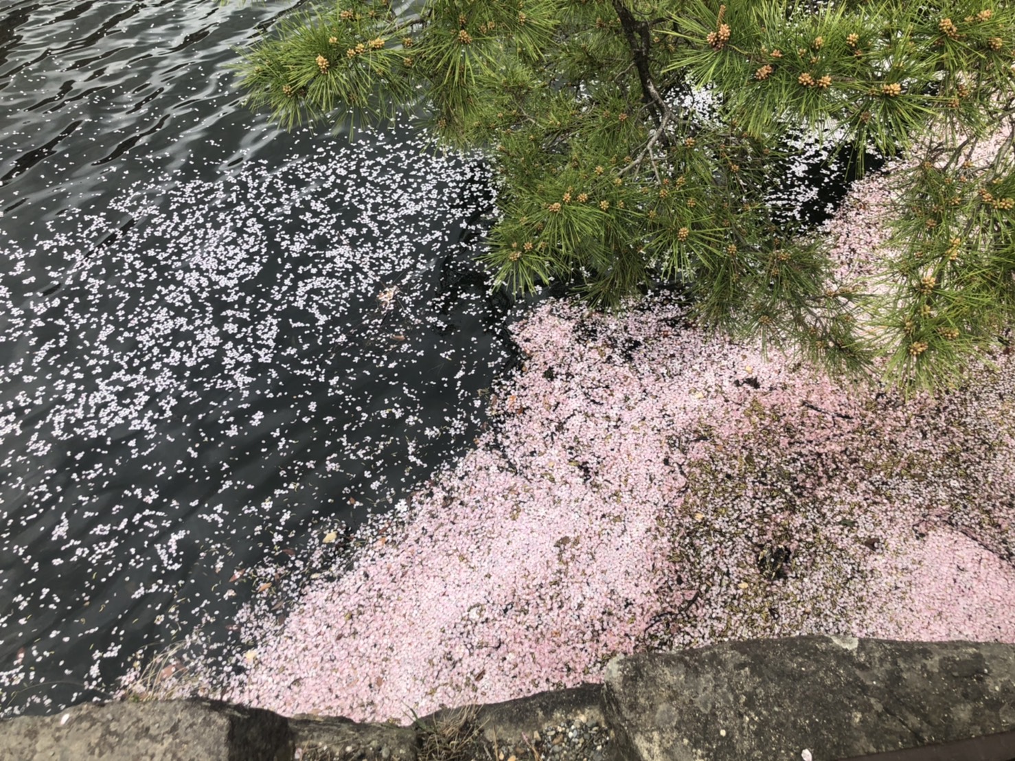 早くも散り始め